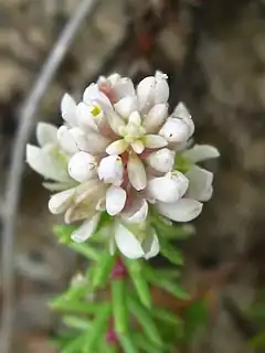 Description de l'image Polygala cyparissias 1.jpg.