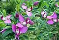 Polygala myrtifolia