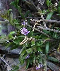 Description de l'image Polygala rupestris subsp rupestris Mallola.JPG.