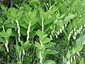 Polygonatum odoratumSceau de Salomon odorant