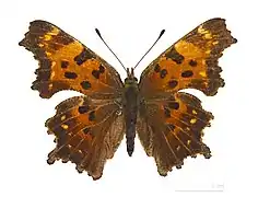 Polygonia faunus