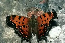 Polygonia progne