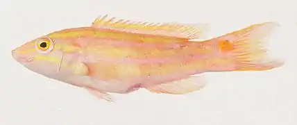 Polylepion russelli