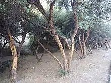 Forêt d'arbres tortueux aux troncs et sous-bois nus
