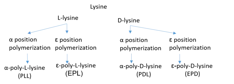 Différents types de polylysines.