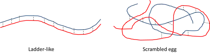 Les complexes polymères-polymères peuvent se présenter sous l'une des deux formes suivantes : ladder-like ou scrambled egg.