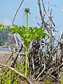 Arrow-root de Tahiti (Parc national de Bako, Malaisie)