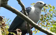 Description de l'image Polynesian Imperial Pigeon.jpg.