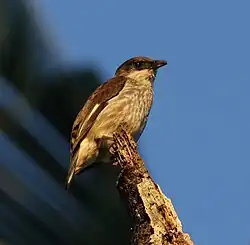 Photographie d'un oiseau aux plumes grises et marrons perché sur une branche morte