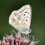 Revers du mâle.