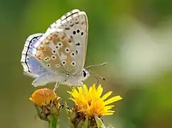 Lysandra corydonius, mâle.