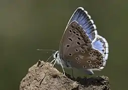 Lysandra syriaca, mâle.