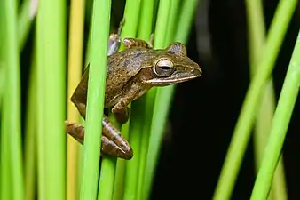 Polypedates leucomystax