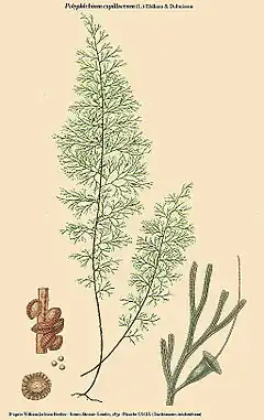 Polyphlebium capillaceum