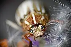 Description de l'image Polyphylla_barbata_at_Mt_Diablo.jpg.