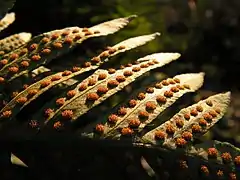 Sores arrondis du polypode commun Polypodium vulgare.