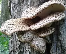 Polypore écailleux (Polyporus squamosus) sur le tronc crevassé d'un peuplier hybride lieux.