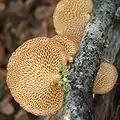 Polyporus alveolaris