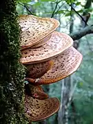 Polypores écailleux sur le côté d'un arbre.