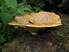 Polypores écailleux (Polyporus squamosus).