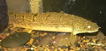 Polypterus weeksii