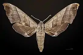 Face dorsale de la femelle (coll.MHNT)