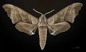 Polyptychus trilineatus, mâle, face dorsale, Muséum d'Histoire Naturelle de Toulouse (MHNT)