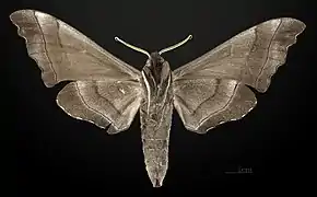 Revers du mâle MHNT