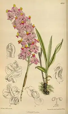 Description de l'image Polystachya pobeguinii 144-8772.jpg.