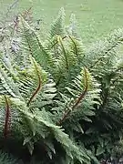 Polystic à frondes soyeuses.