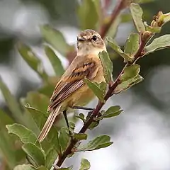 Tyranneau barbu (Polystictus pectoralis)