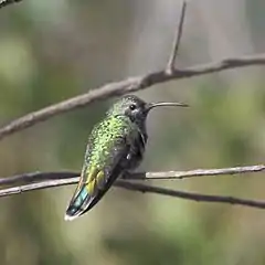 Description de l'image Polytmus guainumbi-White-tailed Goldenthroat.jpg.