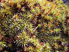 Description de l'image Polytrichum piliferum (Hedw.)-Ploník chluponosý(1).jpg.