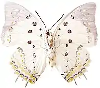 Polyura delphis