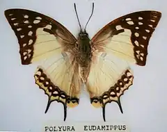 Polyura eudamippus