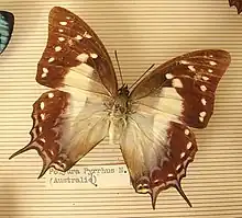 Polyura pyrrhus