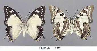 P. pyrrhus sempronius femelle