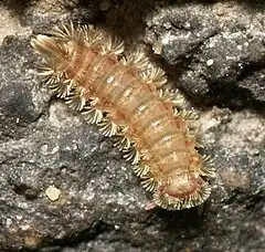 Polyxenus lagurus (Polyxenidae)