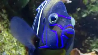 Adulte en aquarium