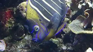 Adulte en aquarium