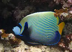 Un poisson-ange empereur (Pomacanthus imperator) adulte