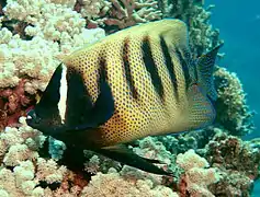 Poisson-ange à six bandes (Pomacanthus sexstriatus)