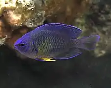 Pomacentrus caeruleopunctatus