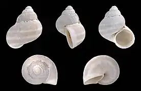 Pomatias lazarotensis