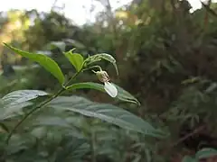 Pombalia communis dans la province de Misiones en 2021.