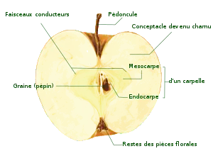 Coupe longitudinale dans une pomme arrivée à maturité.