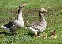 Oies de Poméranie et oisons.