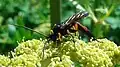 Ichneumon cessator (France, Nord 59210)