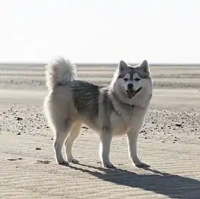 Un pomsky.