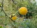 Fruits (Monteaperta, Italie)